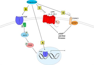 Rodent Models of Non-classical Progesterone Action Regulating Ovulation